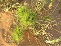 The "real" spinifex growing on the beach